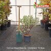 2025 CORNUS ELEGANTISSIMA C10-min