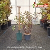 2025 CORNUS GOUCHAULTII C10-min