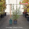 2025 CORNUS MAS C10-min