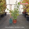 2025 CORYLUS AVELLANA C10-min