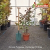 2025 CORYLUS PURPUREA C10-min