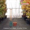 2025 CRATAEGUS PAULS SCARLET C10-min