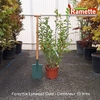 2025 FORSYTHIA LYNWOOD GOLD C10-min
