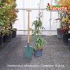 2025 HEPTACODIUM MICONIOIDES C10-min