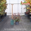 2025 ITEA HENRYS GARNET C7.5-min