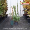 2025 PHILADELPHUS BELLE ETOILE C10-min