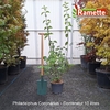 2025 PHILADELPHUS CORONARIUS C10-min