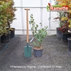 2025 PHILADELPHUS VIRGINAL C10-min