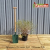 CARYOPTERIS WORCESTER GOLD C7.5