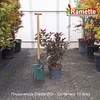 2025 PHYSOCARPUS DIABLE D'OR C10-min