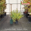 2025 PHYSOCARPUS NUGGET C10-min