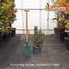 2025 PRUNUS KOJO NO MAI C10-min