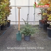2025 SPIRAEA SNOWMOUND C10-min
