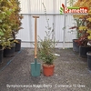 2025 SYMPHORICARPOS MAGIC BERRY C10-min