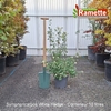 2025 SYMPHORICARPOS WHITE HEDGE C10-min