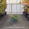 2025 VIBURNUM MARIESII C7.5-min