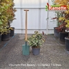 2025 VIBURNUM PINK BEAUTY C7.5-min