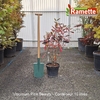 2025 VIBURNUM PINK BEAUTY C10-min
