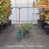 2025 VIBURNUM WATANABE C7.5-min