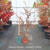 2025 CARPINUS BETULUS C10-min