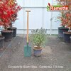 2025 CARYOPTERIS GRAND BLEU C7.5-min