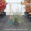 2025 COTONEASTER FRANCHETII C10-min