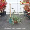 2025 COTONEASTER LACTEA C10-min