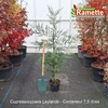 2025 CUPRESSOCYPARIS LEYLANDII C7.5-min