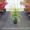 2025 CUPRESSOCYPARIS LEYLANDII GOLD C7.5-min