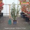 2025 ELAEAGNUS EBBINGEI C10-min