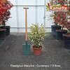2025 ELAEAGNUS MARYLINE C7.5-min