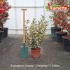 2025 ELAEAGNUS VIVELEG C7.5-min