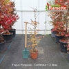 2025 FAGUS PURPUREA C7.5-min