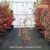 2025 FAGUS SYLVATICA C10-min
