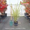 2025 LIGUSTRUM AUREUM C10-min