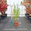2025 LIGUSTRUM OVALIFOLIUM C10-min