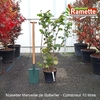 2025 NOISETIER MERVEILLE BOLLWILLER C10-min