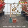 2025 NOISETIER ROUGE DE ZELLER C10-min