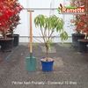 2025 PECHER NAIN FRUITALITYC10-min