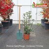 2025 PHOTINIA CARRE ROUGE C7.5-min