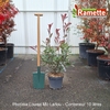 2025 PHOTINIA LOUISE MC LARLOU C10-min