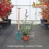 2025 PHOTINIA RED ROBIN C7.5-min