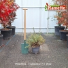2025 POTENTILLA C7.5-min