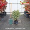 2025 PRUNUS LUSITANICA C10-min