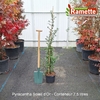 2025 PYRACANTHA SOLEIL D'OR C7.5-min