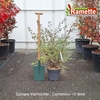 2025 SPIRAEA VANHOUTTEI C10-min