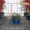 2025 ROSIER VOLUPTIA C5X3-min