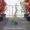 2025 DECOROSIER GRIMPANT C5-min