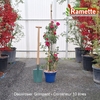 2025 DECOROSIER GRIMPANT C10-min