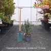 2025 CEANOTHUS BURKWOODII C7.5-min